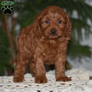 Maggie, Cavapoo Puppy